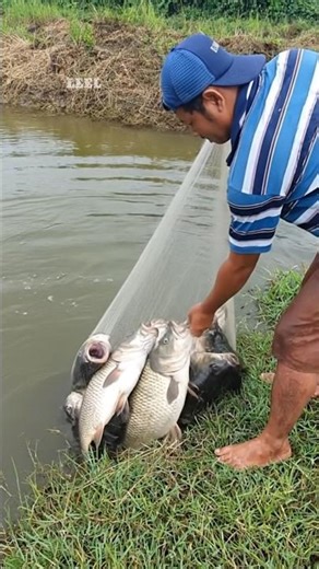 INSANE Big Mouth Fish Caught with Cast Net! 😱🇺🇸 #Shorts