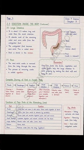 Life Processes in Animals | Class 7 Science Chapter 9 | Full NCERT Explanation
