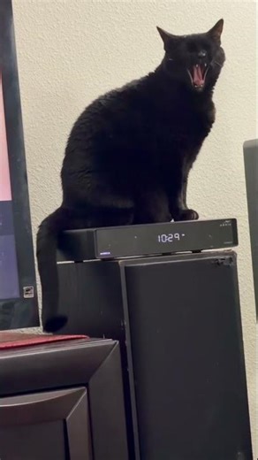 Cute Precious Piper Sits on.Her Heated Tuffet - Adopted Shelter Cat Vlog #shorts