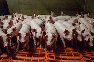 Human-pig chimeras are being grown – what will they let us do?
