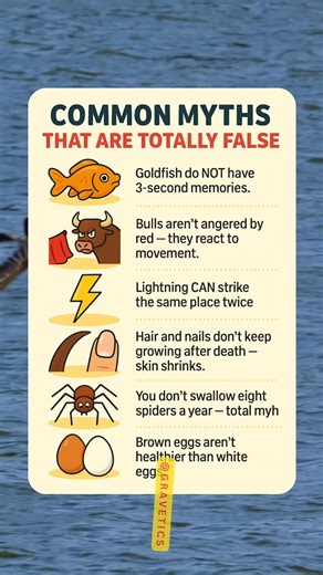 ❌🤯 Common Myths That Are Totally False (You’ve Been Lied To!) #MythBusting #CommonMyths #FalseFacts #Debunked #ScienceFacts | Gravetics