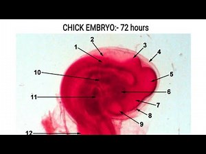 Whole mount of 72 hours chick embryo alongwith identifying characters