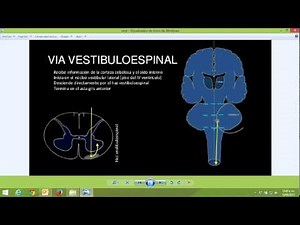 Resumen Vía vestibuloespinal (función)