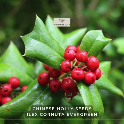 Chinese Holly Seeds – Ilex Cornuta Evergreen Shrub for Hedge & Topiary - Etsy