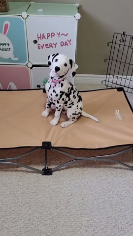 Sela’s Treat Time! 11-Week-Old Puppy Overload