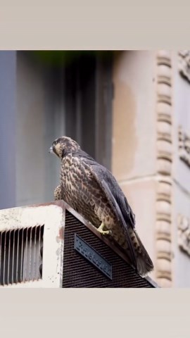 Urban falcon insights from Manhattan’s Upper West Side
