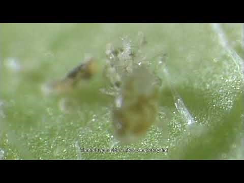 Biological control in Agriculture – The invisible world of mites