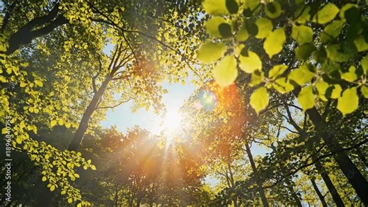 Sunlight streaming through vibrant green forest canopy, low angle upward view