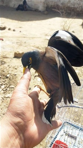 Myna Bird Sound 🐦 #shotrs #myna