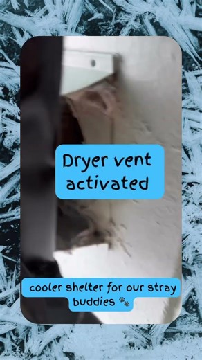 Ultimate Cozy Cat Shelter Tour with Khloe & Buffy!