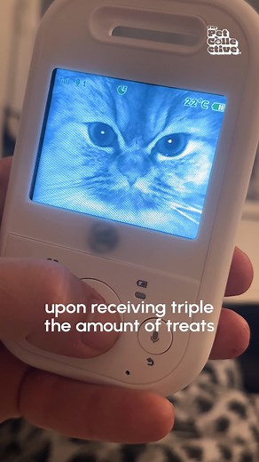 He's watching you! 🤣 You will never foil his plans!! (Via - Katja D.) #Cat #Kitten #Funny #CatCam #CatLife | The Pet Collective