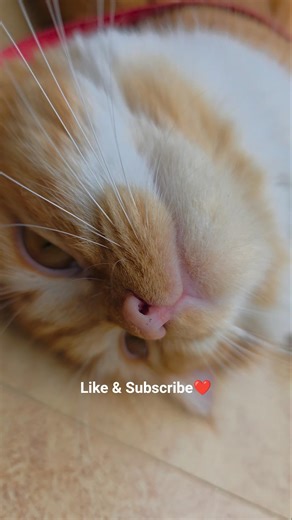 Mango Tango 😸🥭🍓🍎🍇🥝🍍