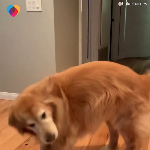 This dog jumps for joy – and that joy is dinner 😂 | The Uplift