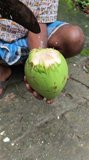 Green Coconut water #sandhyasvillagelife #cuttingskills #greencoconut