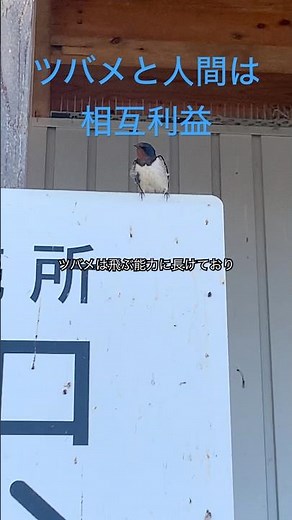 ツバメの豆知識 #つばめ #雑学 #野鳥