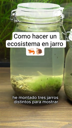 How to make an ecosystem in a jar