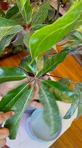 2.2K views · 25 reactions | (Schefflera) Umbrella Tree Repot & Clean 什  | Foraging Fosters | Facebook