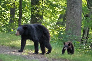 Bear Safety in the North Carolina Mountains | RomanticAsheville.com