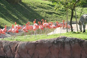 Busch Gardens in Tampa, USA