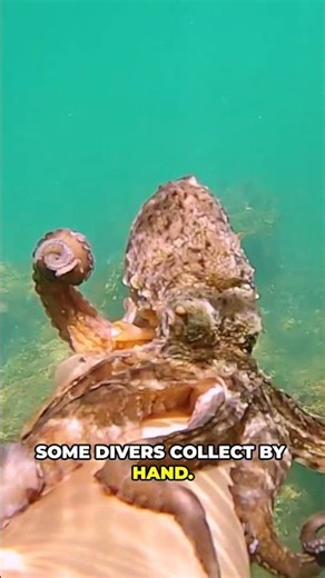 Octopus Secrets You’ll Wish You Knew!