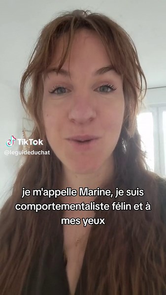 Conseils pour promener son chat en harnais