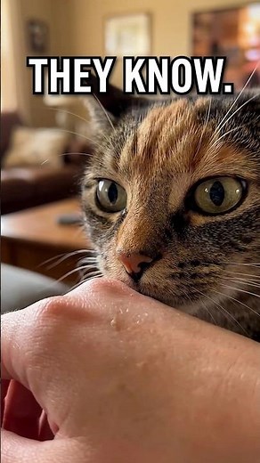 Can Cats Recognize Their Owners by Smell? 🐱 #petpediaa
