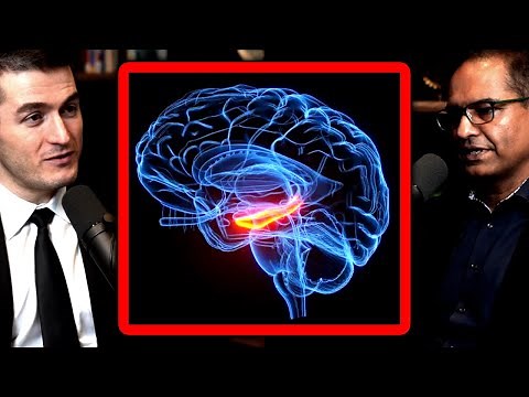 How false memories form | Charan Ranganath and Lex Fridman