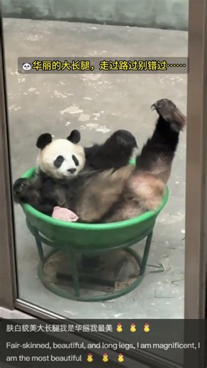 Panda Next Top Model! Hua Li Shows Off Those Long Legs 🐼👠✨💕 #panda #cute #endangeredspecies #funny