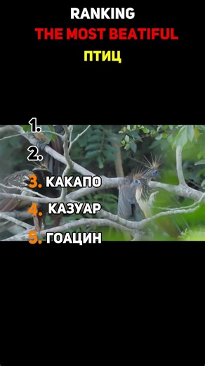 оцениваю птиц по красоте