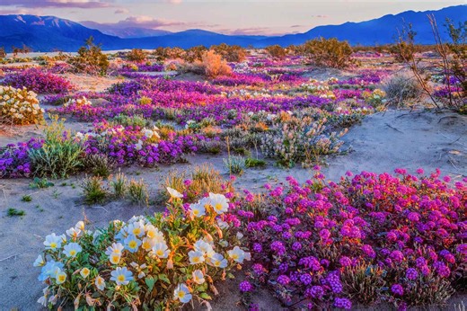 The 7 Best Places to See Wildflowers in California This Spring—With Lupines, Primroses and Poppies