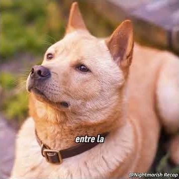 I waited for you for 3650 days 🐶😭 #shorts #movierecap