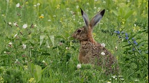 Brown Hare - Lepus europaeus, European hare, species of hare native to Europe and parts of Asia, the largest hare species, open country, herbivorous, feeding and eating the green grass on the meadow.