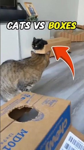 Top 3 Funniest Cat vs Boxes Moments 🐱📦 #Shorts