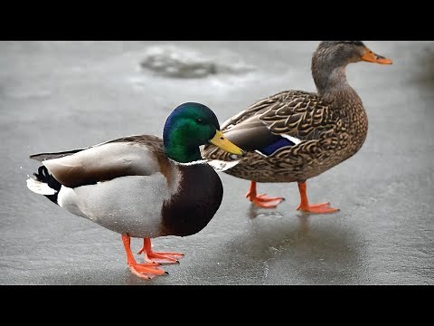 Sonidos de PATOS 🦆 reales