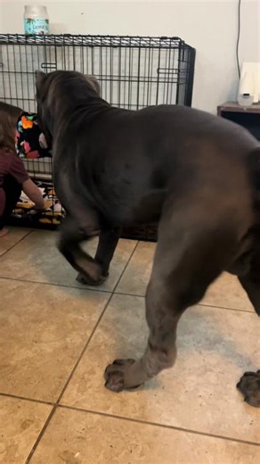 TikTok · the davis dogs