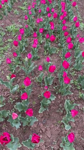 Asia’s Largest Tulip Garden Opens in Kashmir | Tour My India #Kashmir #Tulip #Garden