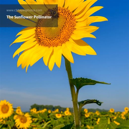 CB Hayes Fine Art Photography on Instagram: ""The Sunflower Pollinator" I found this little guy hard at work pollinating during sunrise at Columbia Bottoms Conservation Area, located just north of St. Louis, Missouri. To set this flower apart, I lowered my tripod and shot from below to place the Sunflower in the blue sky. FujiFilm X-T5 FujiFilm XF10-24mm 1/200s at f8, ISO 125 Link in bio. #thesunflowerpollinator #flower #fields #sunflower #bees #bee #sunflowers #missouri #columbiabottomconservat