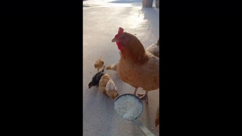 Mother hen feeds her chicks before eating in Zhejiang, China