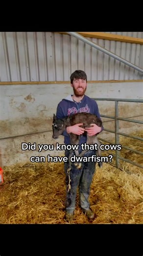 Meet Morag: The Tiny Cow Overcoming Odds in the Scottish Highlands