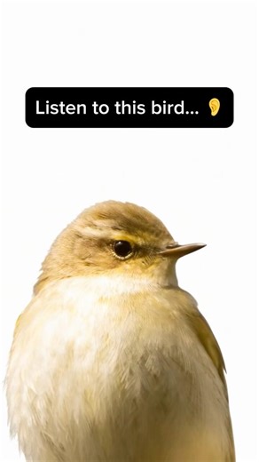 Chiffchaff Sound You’ll Never Forget 👀