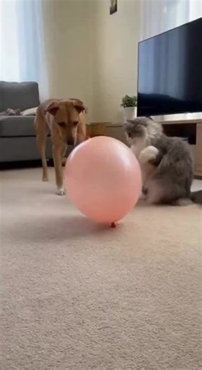Funny Compilation of Cats and Dogs Being Silly