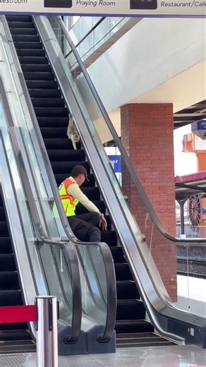 Cat stuck on escalator #shorts