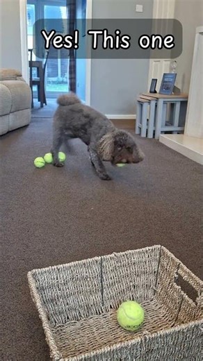 Cockapoo Tidying Tennis Balls.....In His Own Way! 😂🐶