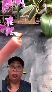 1.1K views · 36K reactions | Aprende hacer esquejes de orquídeas a partir del bulbo華#provytips4u #plantas #tipshome #orquídeas #esquejes | Provy Handmade Studio | Facebook