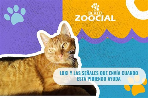 (Video) Loki: estas son las señales que le da su gato cuando está pidiendo ayuda