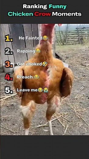 Ranking Funny Chicken Crow Moments #chickencrowing #funnychickenvideos #chickens #funnychicken