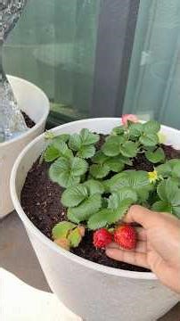 Fresh strawberries from our Balcony garden in the USA 🍓❤️ | Red and juicy! 😋 #balconygarden #stra...