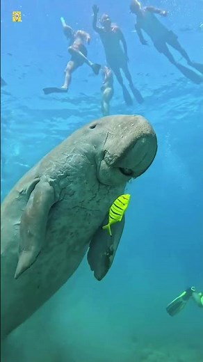 This Sea Cow Eats Grass… And Saves the Ocean 🌊🐄