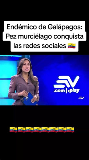 Endémico de Galápagos: Pez murciélago conquista las redes sociales 🇪🇨 #ecuador #galapagos #travel #world #ecuatorianosporelmundo🇪🇨🌏💫