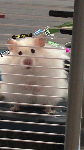 Still die everytime i look at this tattoo🤣 #foryou #fyp #fypシ #trending #NatWestWhatYouWaitingFor #hamster #cute #fy #trend